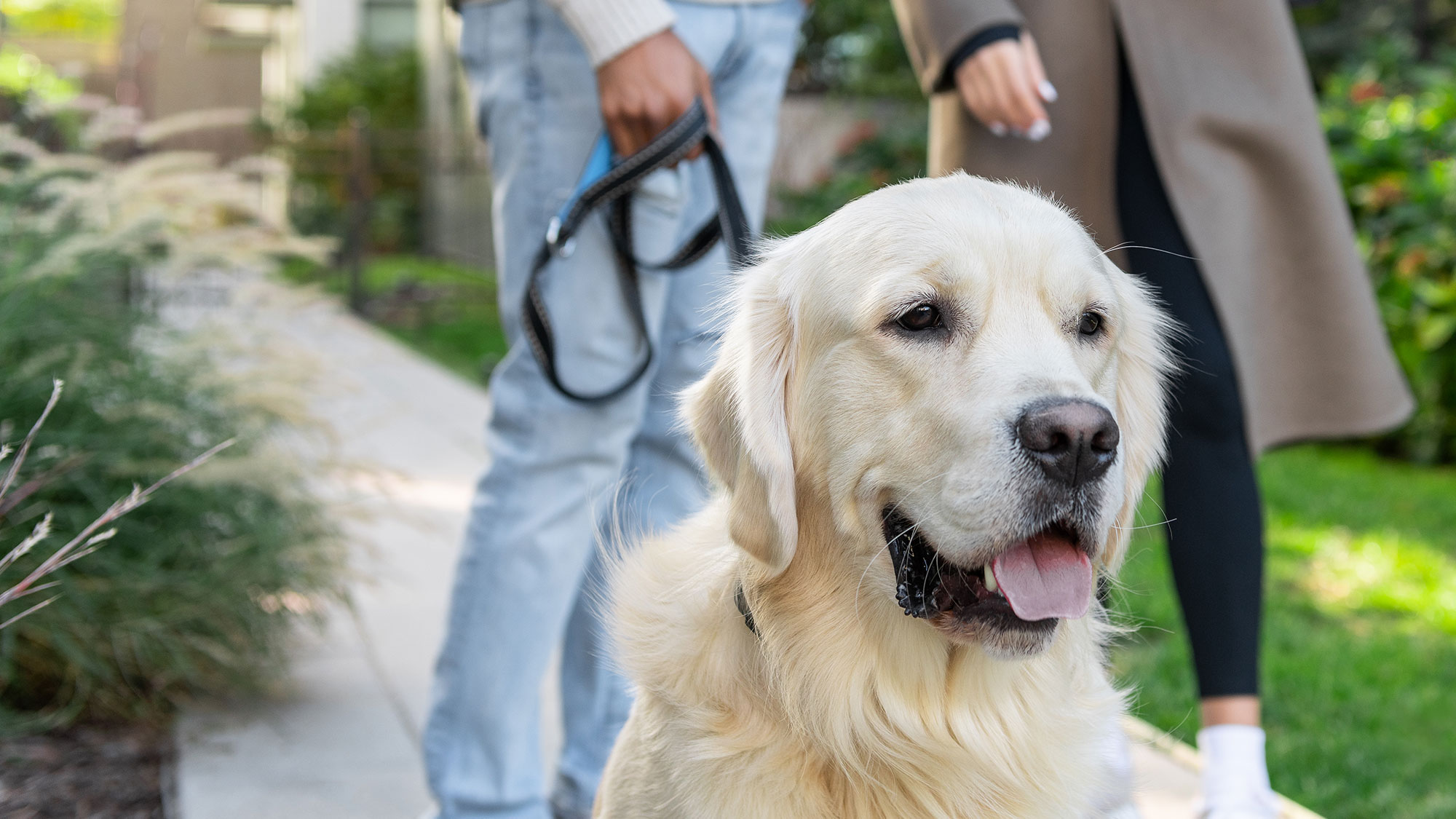 A light blonde golden retriever dog being walked outside