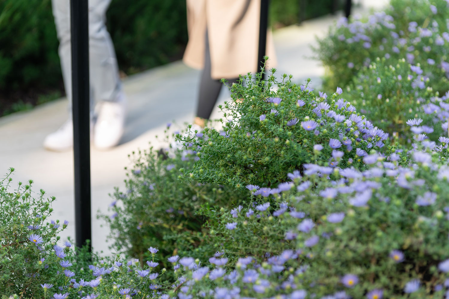 A beautiful outdoor courtyard and garden with purple flowers